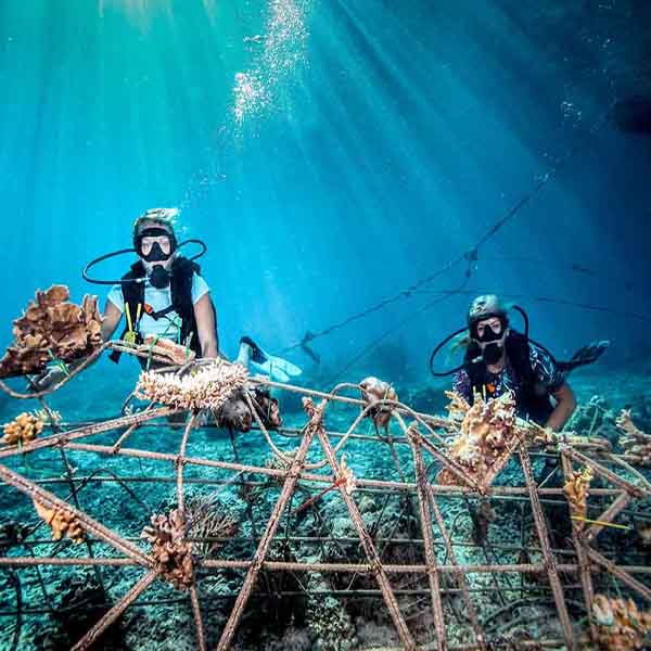 Ocean Scuba Fence will make a perfect background for any fresh or salt water tank or aquarium as well as dry terrariums.