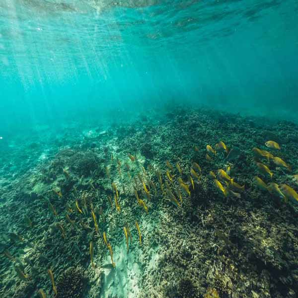 Shallow Ocean Floor will make a perfect background for any fresh or salt water tank or aquarium as well as dry terrariums.