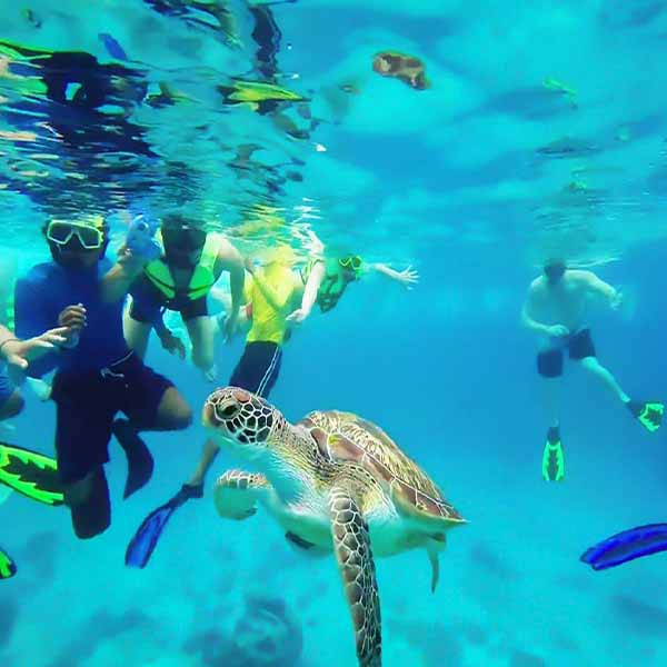 Snorkeling Sea Turtle will make a perfect background for any fresh or salt water tank or aquarium as well as dry terrariums.