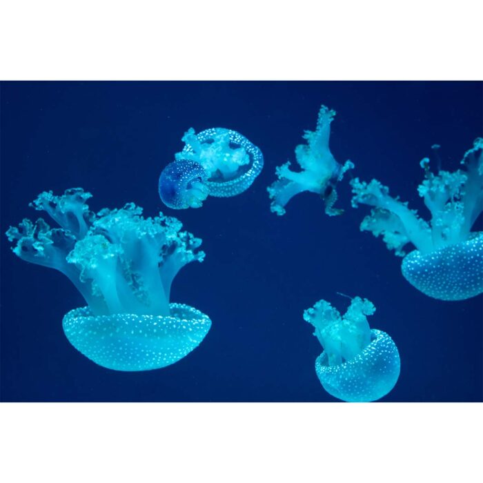 Sparkling Dot Jellyfish will make a perfect background for any fresh or salt water tank or aquarium as well as dry terrariums.