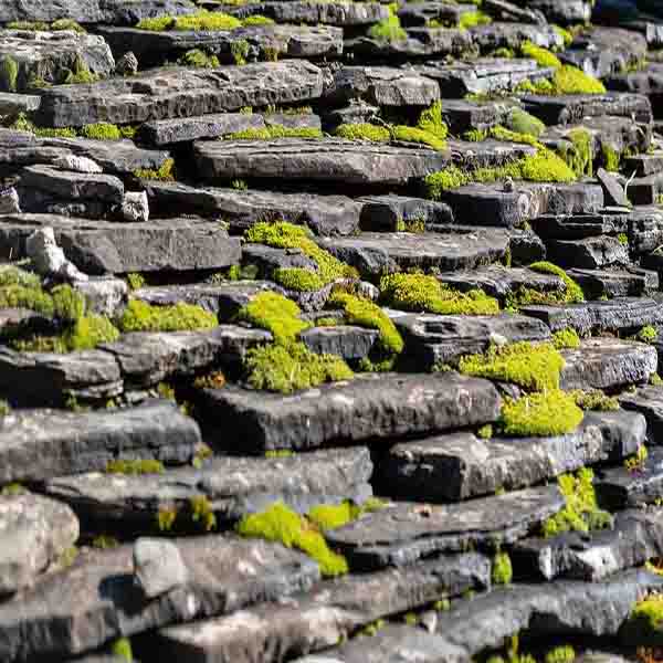 Stone Stack Moss will make a perfect background for any fresh or salt water tank or aquarium as well as dry terrariums.