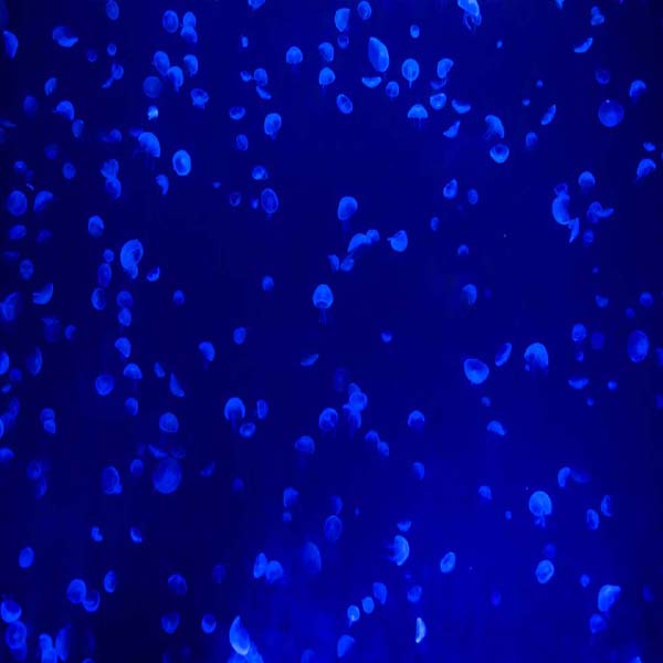 Tiny Neon Jellyfish will make a perfect background for any fresh or salt water tank or aquarium as well as dry terrariums.