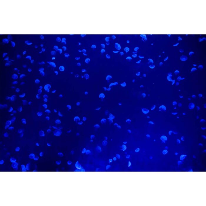 Tiny Neon Jellyfish will make a perfect background for any fresh or salt water tank or aquarium as well as dry terrariums.