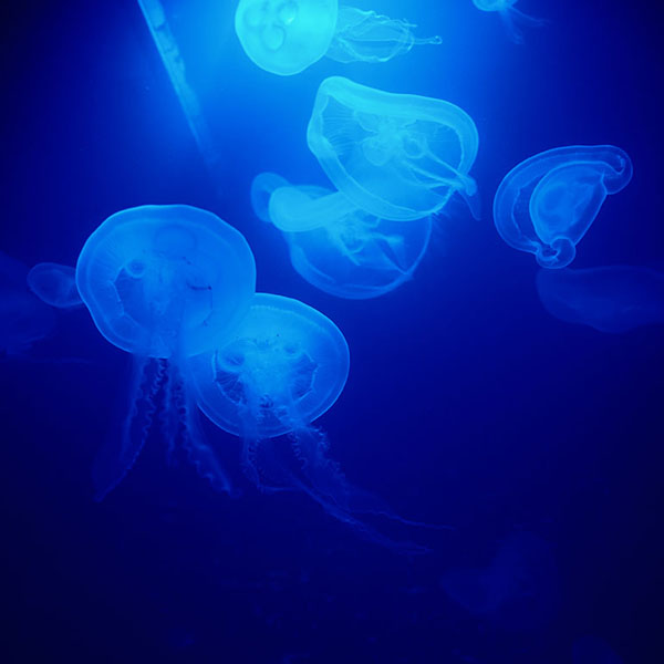 Tiny Transparent Jellyfish will make a perfect background for any fresh or salt water tank or aquarium as well as dry terrariums.