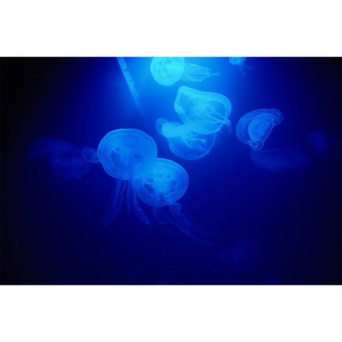 Tiny Transparent Jellyfish will make a perfect background for any fresh or salt water tank or aquarium as well as dry terrariums.