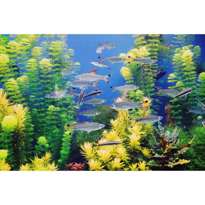 Translucent Fish Aquarium will make a perfect background for any fresh or salt water tank or aquarium as well as dry terrariums.