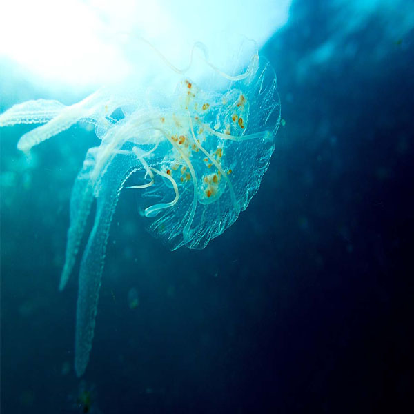 Transparent Jellyfish Swimming will make a perfect background for any fresh or salt water tank or aquarium as well as dry terrariums.