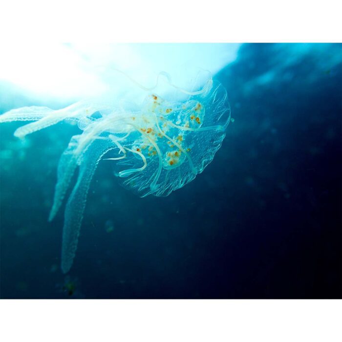 Transparent Jellyfish Swimming will make a perfect background for any fresh or salt water tank or aquarium as well as dry terrariums.