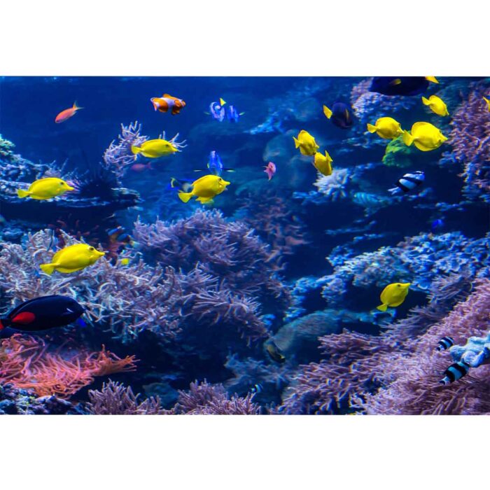 Tropical Fish Scene will make a perfect background for any fresh or salt water tank or aquarium as well as dry terrariums.