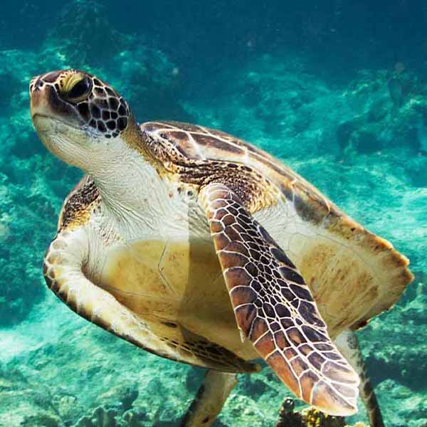 Turtle Flippers Down will make a perfect background for any fresh or salt water tank or aquarium as well as dry terrariums.