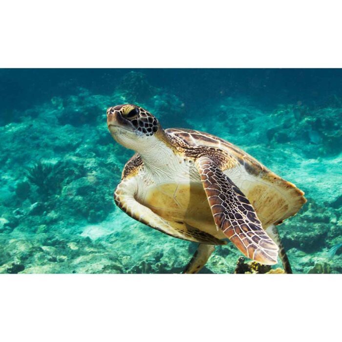 Turtle Flippers Down will make a perfect background for any fresh or salt water tank or aquarium as well as dry terrariums.