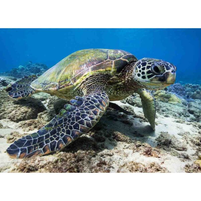 Turtle Ocean Bottom will make a perfect background for any fresh or salt water tank or aquarium as well as dry terrariums.