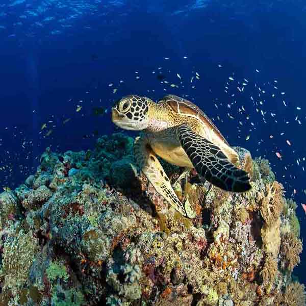 Turtle On Reef will make a perfect background for any fresh or salt water tank or aquarium as well as dry terrariums.