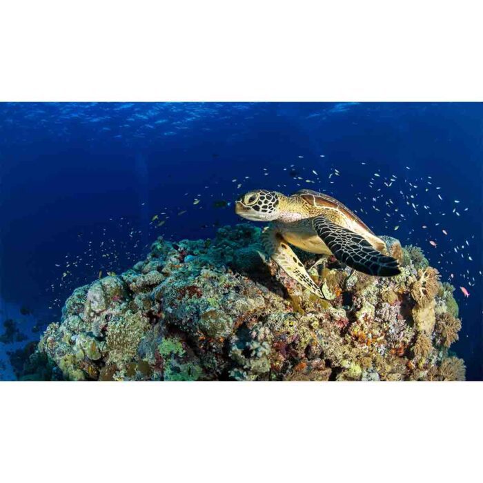 Turtle On Reef will make a perfect background for any fresh or salt water tank or aquarium as well as dry terrariums.