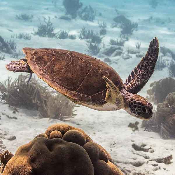 Turtle Sea Bottom will make a perfect background for any fresh or salt water tank or aquarium as well as dry terrariums.