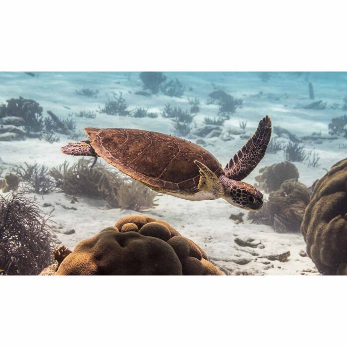 Turtle Sea Bottom will make a perfect background for any fresh or salt water tank or aquarium as well as dry terrariums.