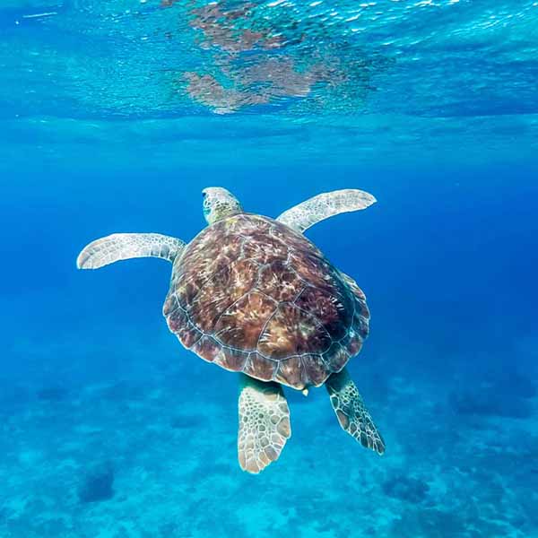 Turtle Swimming Away will make a perfect background for any fresh or salt water tank or aquarium as well as dry terrariums.