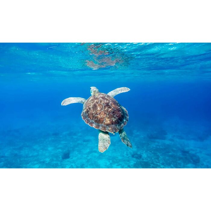 Turtle Swimming Away will make a perfect background for any fresh or salt water tank or aquarium as well as dry terrariums.