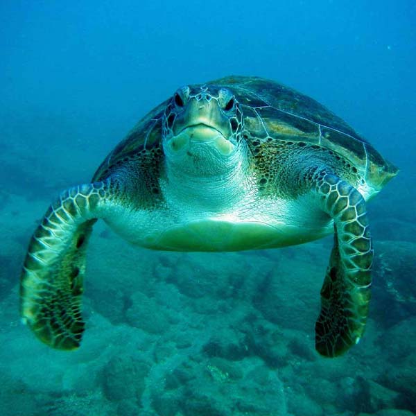 Turtle Swimming Closeup will make a perfect background for any fresh or salt water tank or aquarium as well as dry terrariums.