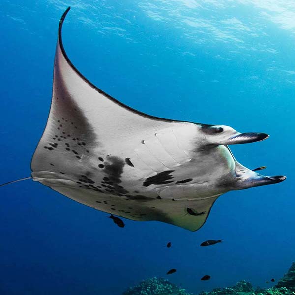 Underneath Manta Ray will make a perfect background for any fresh or salt water tank or aquarium as well as dry terrariums.