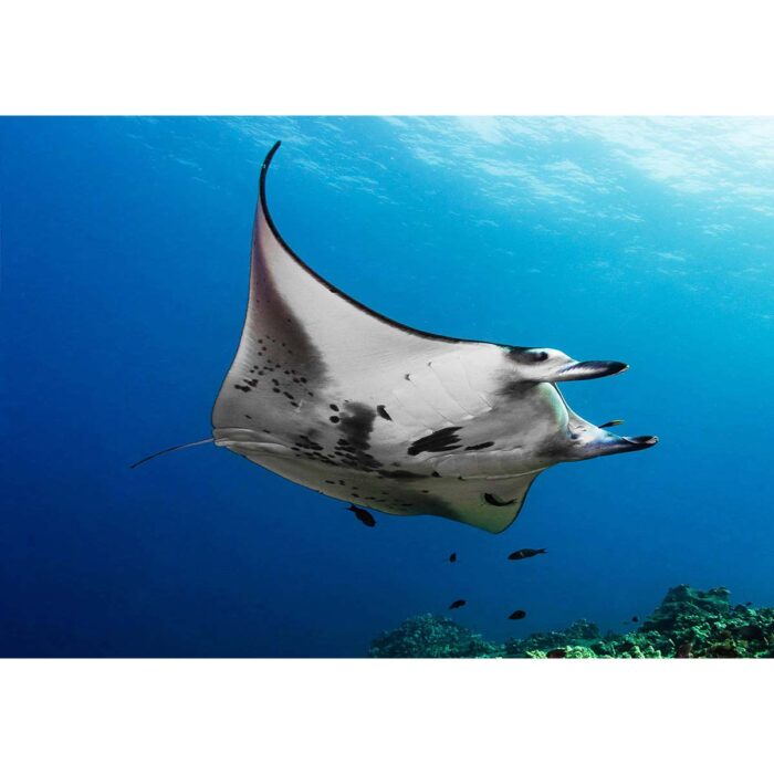 Underneath Manta Ray will make a perfect background for any fresh or salt water tank or aquarium as well as dry terrariums.