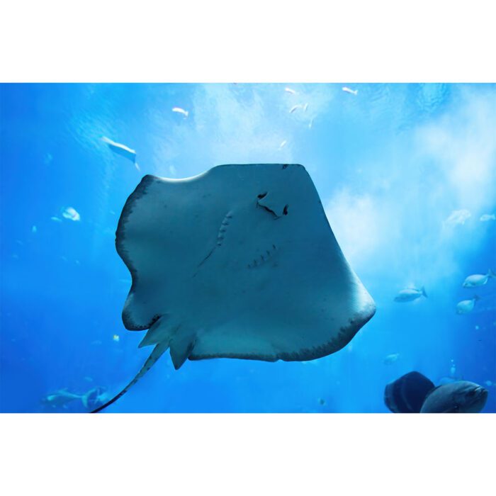 Underneath Stingray Fish will make a perfect background for any fresh or salt water tank or aquarium as well as dry terrariums.