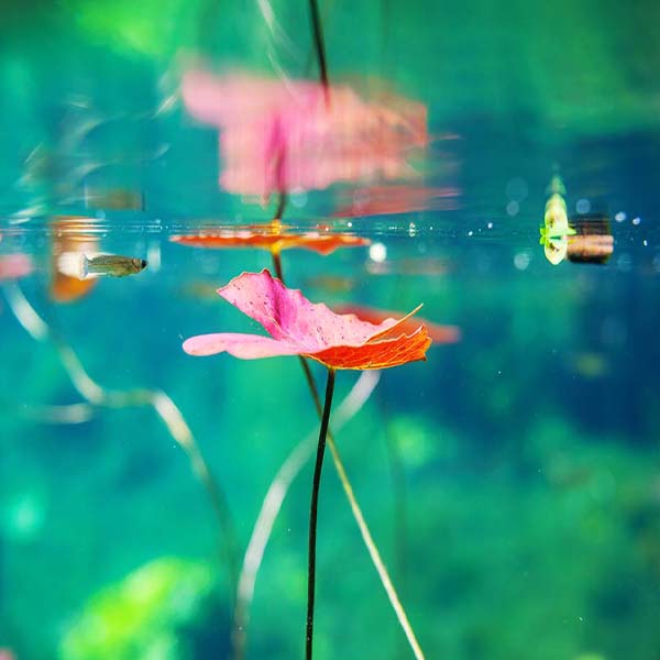 Underwater Cenote View will make a perfect background for any fresh or salt water tank or aquarium as well as dry terrariums.