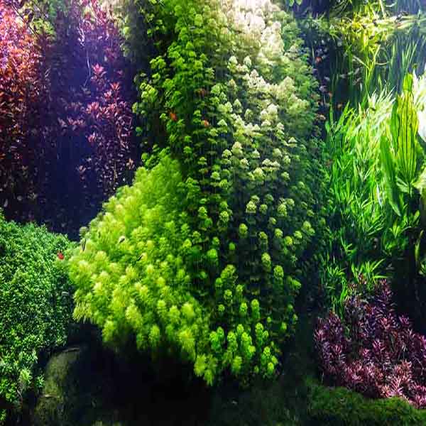 Underwater Colorful Plants will make a perfect background for any fresh or salt water tank or aquarium as well as dry terrariums.