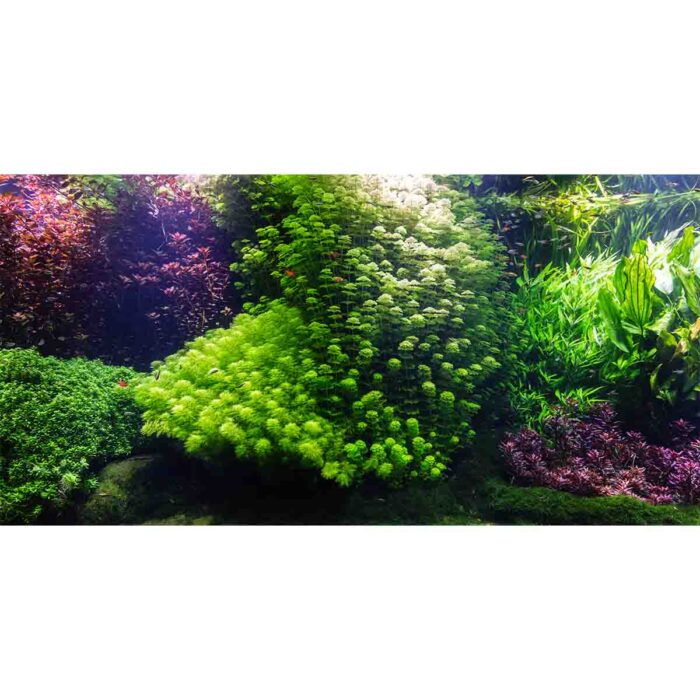 Underwater Colorful Plants will make a perfect background for any fresh or salt water tank or aquarium as well as dry terrariums.