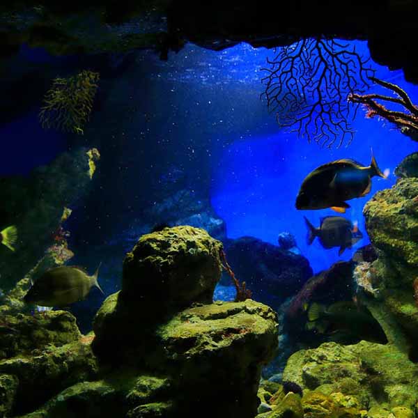 Underwater Fish View will make a perfect background for any fresh or salt water tank or aquarium as well as dry terrariums.