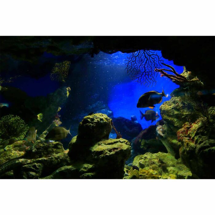 Underwater Fish View will make a perfect background for any fresh or salt water tank or aquarium as well as dry terrariums.