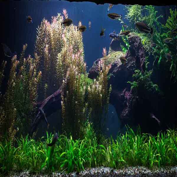 Underwater Fresh Fish will make a perfect background for any fresh or salt water tank or aquarium as well as dry terrariums.