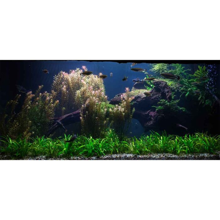 Underwater Fresh Fish will make a perfect background for any fresh or salt water tank or aquarium as well as dry terrariums.