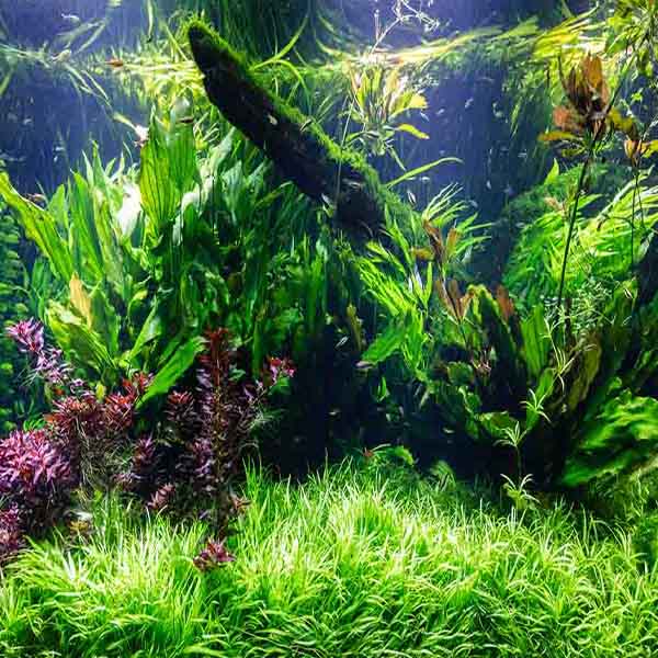 Underwater Green Plants will make a perfect background for any fresh or salt water tank or aquarium as well as dry terrariums.