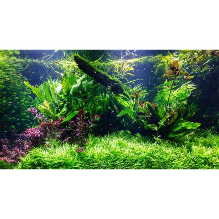 Underwater Green Plants will make a perfect background for any fresh or salt water tank or aquarium as well as dry terrariums.