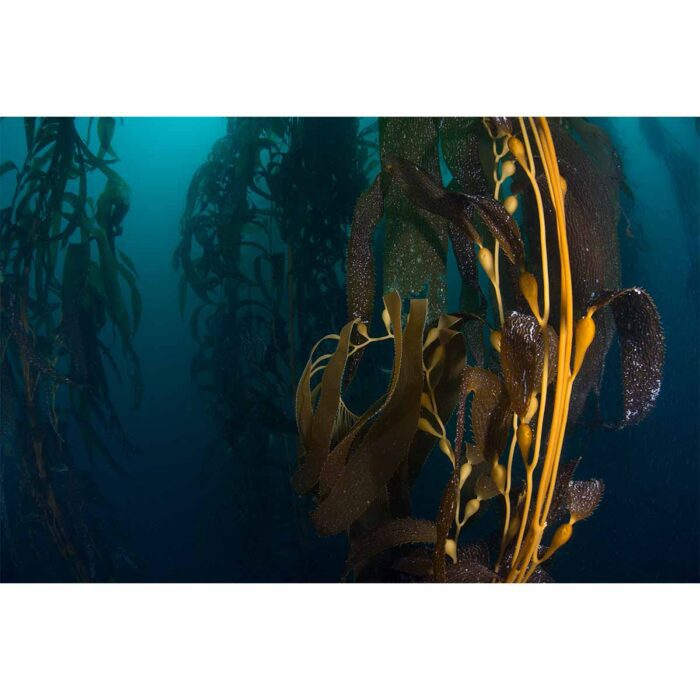 Underwater Kelp Macrocystis will make a perfect background for any fresh or salt water tank or aquarium as well as dry terrariums.