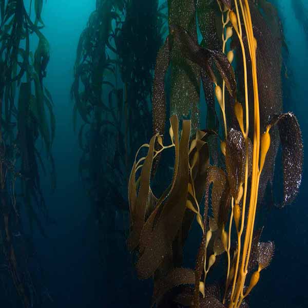 Underwater Kelp Macrocystis will make a perfect background for any fresh or salt water tank or aquarium as well as dry terrariums.