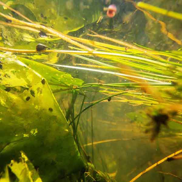 Underwater River View will make a perfect background for any fresh or salt water tank or aquarium as well as dry terrariums.