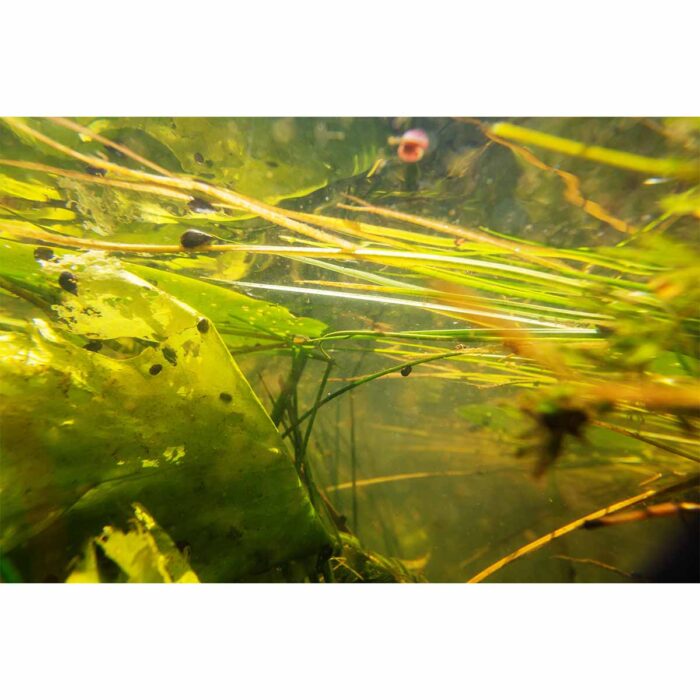 Underwater River View will make a perfect background for any fresh or salt water tank or aquarium as well as dry terrariums.