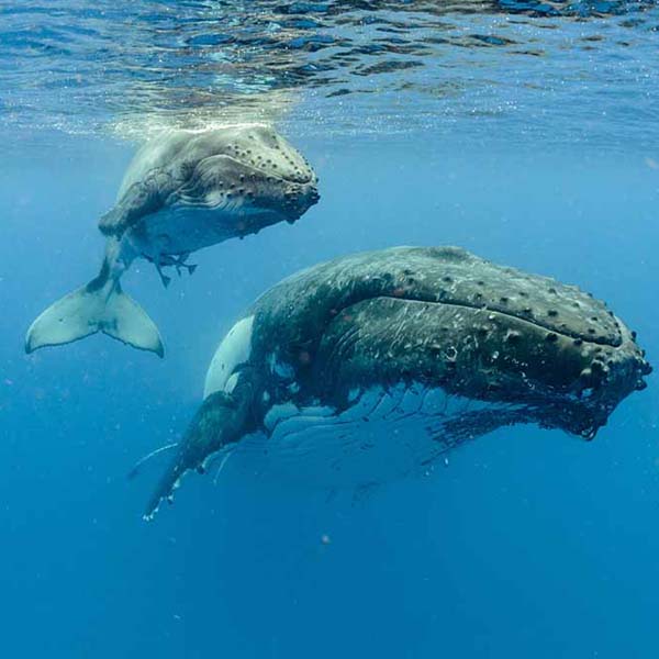 Vertical Humpback Whales will make a perfect background for any fresh or salt water tank or aquarium as well as dry terrariums.