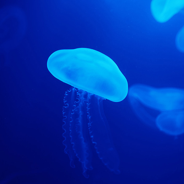 Vibrant Blue Jellyfish will make a perfect background for any fresh or salt water tank or aquarium as well as dry terrariums.