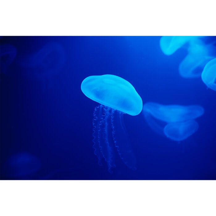 Vibrant Blue Jellyfish will make a perfect background for any fresh or salt water tank or aquarium as well as dry terrariums.