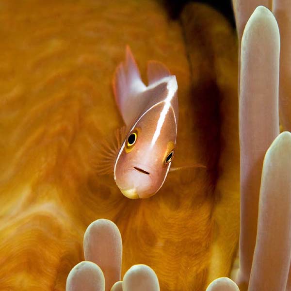 Vibrant Clownfish Closeup will make a perfect background for any fresh or salt water tank or aquarium as well as dry terrariums.