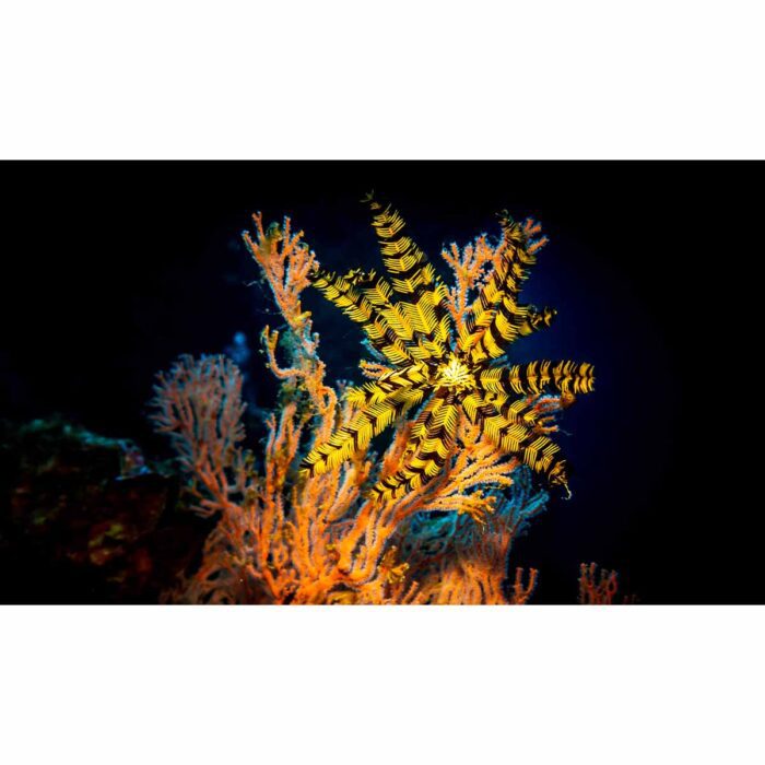 Vibrant Coral Darkness will make a perfect background for any fresh or salt water tank or aquarium as well as dry terrariums.