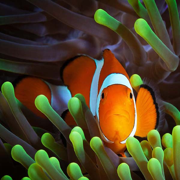 Vibrant Curious Clown will make a perfect background for any fresh or salt water tank or aquarium as well as dry terrariums.