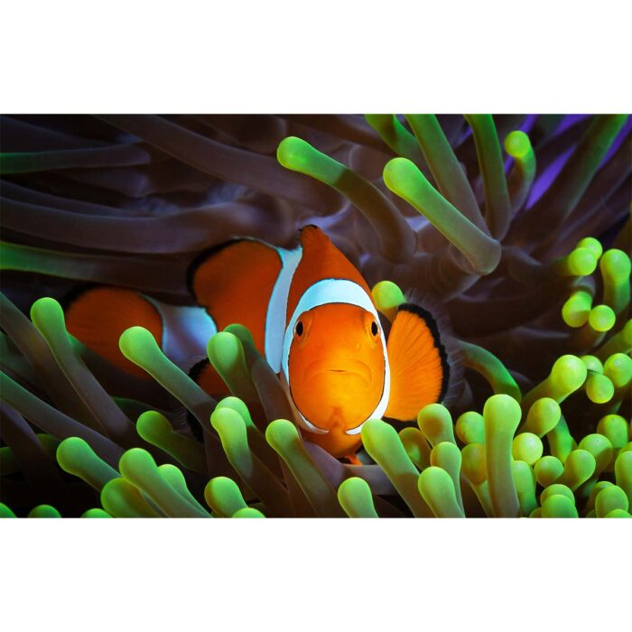 Vibrant Curious Clown will make a perfect background for any fresh or salt water tank or aquarium as well as dry terrariums.