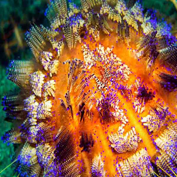 Vibrant Fire Urchin will make a perfect background for any fresh or salt water tank or aquarium as well as dry terrariums.