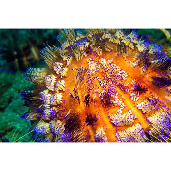 Vibrant Fire Urchin will make a perfect background for any fresh or salt water tank or aquarium as well as dry terrariums.