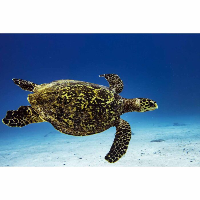 Vibrant Gliding Turtle will make a perfect background for any fresh or salt water tank or aquarium as well as dry terrariums.