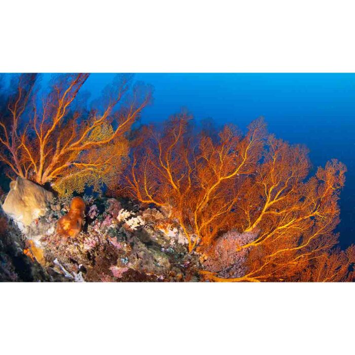 Vibrant Orange Coral will make a perfect background for any fresh or salt water tank or aquarium as well as dry terrariums.